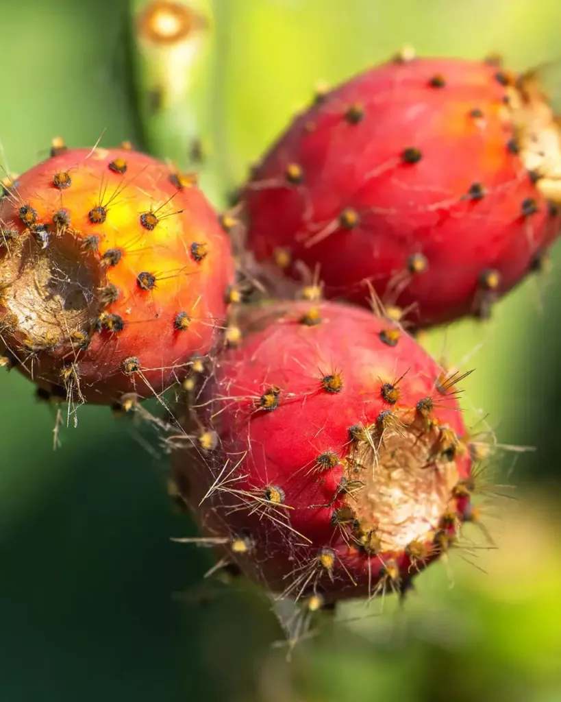 Prickly Pear Simple Syrup Recipe